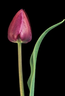 Michigan, Rochester. Single tulip stem, Maplethorpe style Michigan, Rochester. Single tulip stem, Maplethorpe style