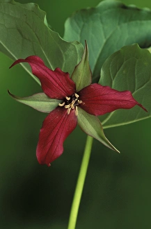 Michigan, St. Clair County Wildlife Preserve. Single Red Trillium (Trillium erectum) Michigan, St. Clair County Wildlife Preserve. Single Red Trillium (Trillium erectum)