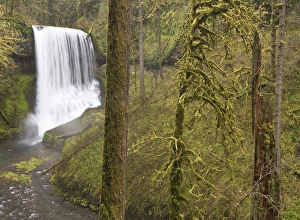Middle Falls, Silver Falls State Park, Oregon Middle Falls, Silver Falls State Park, Oregon