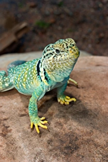 Midwest USA, Collared lizard on rock, Crotaphytis collaris Midwest USA, Collared lizard on rock, Crotaphytis collaris