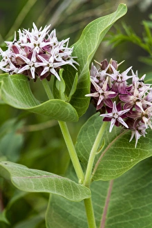 Milkweed flowering near Mott, North Dakota, USA Milkweed flowering near Mott, North Dakota, USA