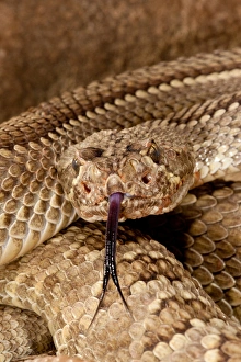 Mojave Rattlesnake Mojave Rattlesnake, Crotalus scutulatus Native to southWestern US Mojave Rattlesnake Mojave Rattlesnake, Crotalus scutulatus Native to southWestern US