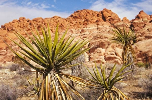 Mojave Yucca with brightly colored rock formations at Red Rock Canyon National Conservation Area Mojave Yucca with brightly colored rock formations at Red Rock Canyon National Conservation Area