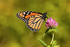 A monarch butterfly, Danaus plexippus, on clover in Grafton, Massachusetts A monarch butterfly, Danaus plexippus, on clover in Grafton, Massachusetts