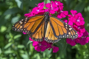 Monarch butterfly, pink Dianthus, garden, USA Monarch butterfly, pink Dianthus, garden, USA
