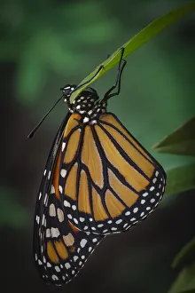 Monarch butterfly recently hatched and is unraveling its wings while resting Monarch butterfly recently hatched and is unraveling its wings while resting