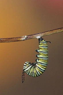 Monarch (Danaus plexippus) larva (caterpillar) in prepupal J before pupating-forming Monarch (Danaus plexippus) larva (caterpillar) in prepupal J before pupating-forming
