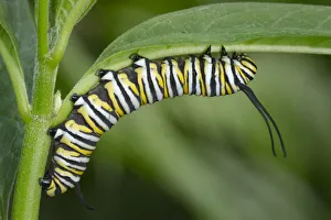Monarch larvae or caterpillar, Danaus plexippus, Florida Monarch larvae or caterpillar, Danaus plexippus, Florida