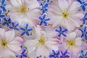 Montage of cherry blossoms and blue flowers with dew Montage of cherry blossoms and blue flowers with dew