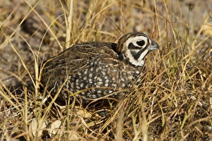 Montezuma Quail (Certonyx montezumae) male stand in grassy cover, Davis Mountains, Texas Montezuma Quail (Certonyx montezumae) male stand in grassy cover, Davis Mountains, Texas