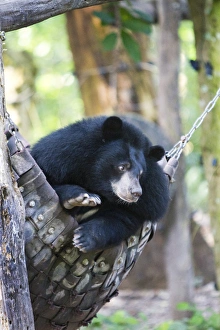 Moon bears are a rare sight in the country, with the exception of this exhibit in Moon bears are a rare sight in the country, with the exception of this exhibit in