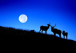 Full Moon, Super Moon, Rocky mountain bull elk with harem, Cervus elaphus, Yellowstone Full Moon, Super Moon, Rocky mountain bull elk with harem, Cervus elaphus, Yellowstone
