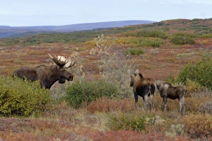 moose, Alces alces, family in Denali National Park, interior Alaska moose, Alces alces, family in Denali National Park, interior Alaska