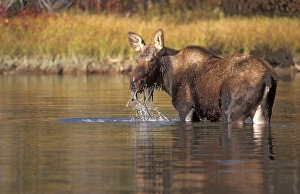 moose, Alces alces, yearling feeding on plants in a river, Grand Teton National Park moose, Alces alces, yearling feeding on plants in a river, Grand Teton National Park