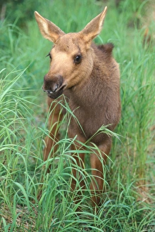 moose calf, Alces alces, on the Kenai Peninsula, southcentral Alaska moose calf, Alces alces, on the Kenai Peninsula, southcentral Alaska