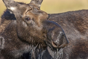 Moose in watering hole. Grand Teton National Park. Wyoming Moose in watering hole. Grand Teton National Park. Wyoming