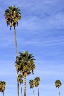 Morning light on palm trees in Los Angeles, California Morning light on palm trees in Los Angeles, California