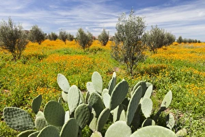 Morocco, Marrakech. Springtime landscape of flowers, olive trees and giant prickly Morocco, Marrakech. Springtime landscape of flowers, olive trees and giant prickly