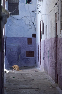 Morocco, Tetouan. The medina (old town) of TEtouan, UNESCO. House cat in typical narrow Morocco, Tetouan. The medina (old town) of TEtouan, UNESCO. House cat in typical narrow