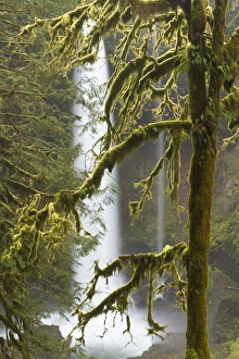 A moss covered tree frames North Falls at Silver Falls State Park, Oregon A moss covered tree frames North Falls at Silver Falls State Park, Oregon