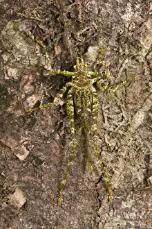 Moss-mimic Katydid (Tettigoniidae) Rewa River Rainforest GUYANA. South Moss-mimic Katydid (Tettigoniidae) Rewa River Rainforest GUYANA. South