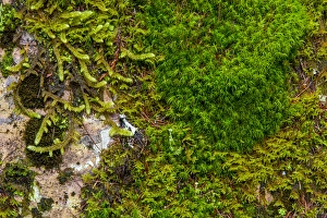 Mosses and lichens thrive on blouder in Glacier National Park, Montana, USA Mosses and lichens thrive on blouder in Glacier National Park, Montana, USA