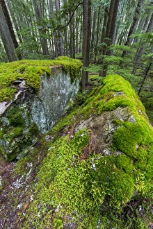 Mossy boulders in cedar and hemlock forest in Glacier National Park, Montana, USA Mossy boulders in cedar and hemlock forest in Glacier National Park, Montana, USA