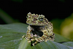 Theloderma Corticale Prints: Mossy Treefrog, Theloderma corticale, Native to Vietnam