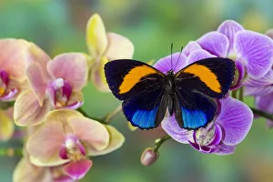 Moth orchid, Phalaenopsis and Asterope davisi butterfly Moth orchid, Phalaenopsis and Asterope davisi butterfly