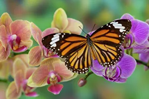 Moth orchid phalaenopsis and monarch butterfly Moth orchid phalaenopsis and monarch butterfly