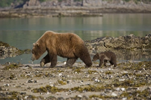 Mother Grizzly bear and her young cub walking on a beach at low tide in Geographic Harbor Mother Grizzly bear and her young cub walking on a beach at low tide in Geographic Harbor