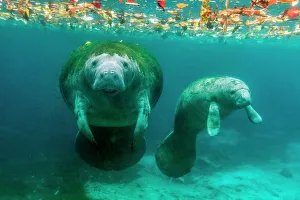Mother manatee with her calf in Crystal River, Florida Mother manatee with her calf in Crystal River, Florida