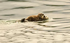 A mother sea otter swims on her back as her baby rests on her stomach in Alaskan waters A mother sea otter swims on her back as her baby rests on her stomach in Alaskan waters