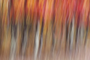 Motion blur abstract of autumn-hued forest, Wisconsin Motion blur abstract of autumn-hued forest, Wisconsin