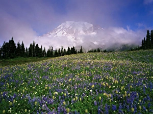 Mount Rainier with a sea of wildflowers and pink, transparent clouds that cloak the Mount Rainier with a sea of wildflowers and pink, transparent clouds that cloak the