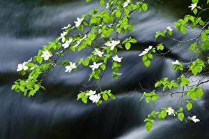 Mountain Dogwood (Cornus nuttallii) above the Merced River, Yosemite National Park Mountain Dogwood (Cornus nuttallii) above the Merced River, Yosemite National Park
