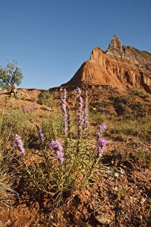 Mountain and Gayfeather (Liatris sp.) in Palo Duro Canyon State Park, Texas Mountain and Gayfeather (Liatris sp.) in Palo Duro Canyon State Park, Texas