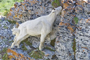 Mountain Goat Nanny and Kid, Oreamnos Americanus, Mount Timpanogas Wilderness Mountain Goat Nanny and Kid, Oreamnos Americanus, Mount Timpanogas Wilderness