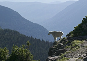 A Mountain Goat surveys his domain from a high clift in Glacier National Park A Mountain Goat surveys his domain from a high clift in Glacier National Park