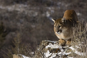 Mountain Lion, aka puma, cougar; Puma concolor, Captive wildlife model, in snow near Mountain Lion, aka puma, cougar; Puma concolor, Captive wildlife model, in snow near