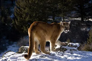 Mountain Lion, aka puma, cougar; Puma concolor, Captive wildlife model, in snow near Yellowstone NP Mountain Lion, aka puma, cougar; Puma concolor, Captive wildlife model, in snow near Yellowstone NP