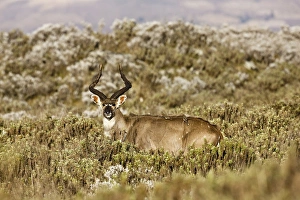 Mountain Nyala (Tragelaphus buxtoni) in Bale Mountains national Park Mountain Nyala (Tragelaphus buxtoni) in Bale Mountains national Park