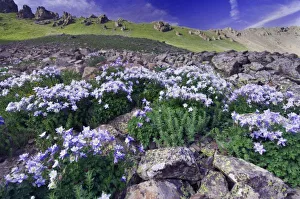 Mountains and wildflowers in alpine meadow, Blue Columbine, Colorado Columbine, Aquilegia coerulea Mountains and wildflowers in alpine meadow, Blue Columbine, Colorado Columbine, Aquilegia coerulea