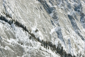Mountainside forest on the Colin Mountain Range, Jasper National Park, Alberta, Canadian Mountainside forest on the Colin Mountain Range, Jasper National Park, Alberta, Canadian