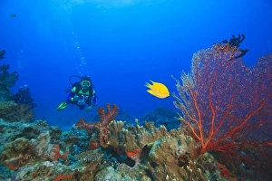 MR Diver with large Gorgonian Sea Fan & Yellow Damselfish near Beqa Island off Southern Viti Levu MR Diver with large Gorgonian Sea Fan & Yellow Damselfish near Beqa Island off Southern Viti Levu
