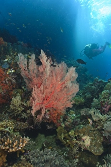 MR female scuba dive near large Sea Fans, afternoon streaming light MR female scuba dive near large Sea Fans, afternoon streaming light