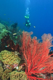 MR female scuba diver, large vibrant Sea Fans, Raja Ampat region of Papua (formerly MR female scuba diver, large vibrant Sea Fans, Raja Ampat region of Papua (formerly