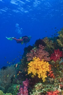 MR female scuba diver near brilliant colored Soft Corals (Dendronepthya sp.) Raja MR female scuba diver near brilliant colored Soft Corals (Dendronepthya sp.) Raja
