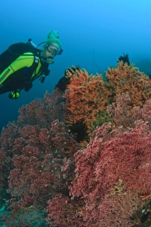 MR female scuba diver near large Gorgonian Sea Fan, Banda Sea, Indonesia MR female scuba diver near large Gorgonian Sea Fan, Banda Sea, Indonesia