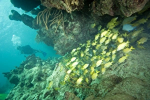 (MR) scuba diver & schooling yellowtail snappers, Virgin Gorda Island, British Virgin Islands (MR) scuba diver & schooling yellowtail snappers, Virgin Gorda Island, British Virgin Islands